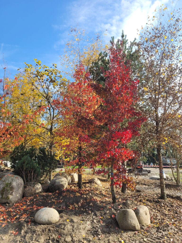 Ein Ausschnitt eines Garten zeigt herbstlich rot und gelb eingefärbte Laubbäume