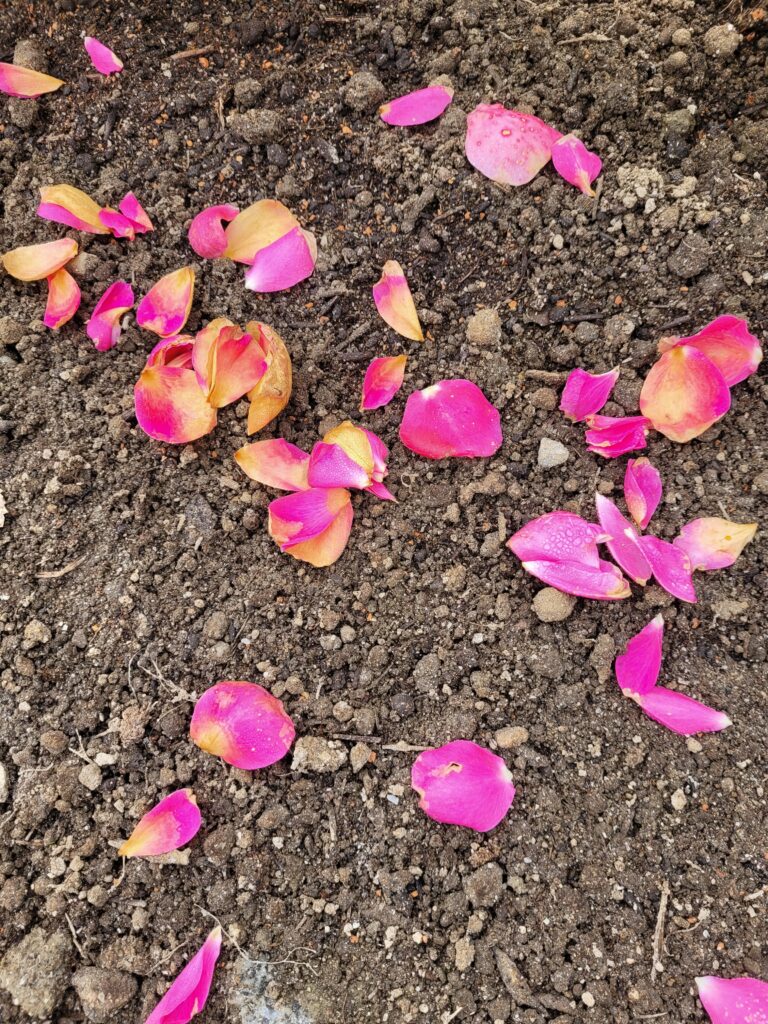 Mehrere Rosenblätter liegen auf brauner Erde. Die pinken Blütenblätter haben einen Farbverlauf von Pink und Rot, bis hin zu Hellorange und Pastellgelb und Weiß.