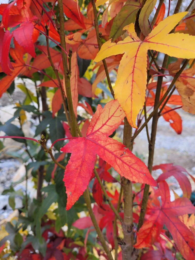 Eine Nahaufnahme von intensiv rot und gelb gefärbtem Herbstlaub.