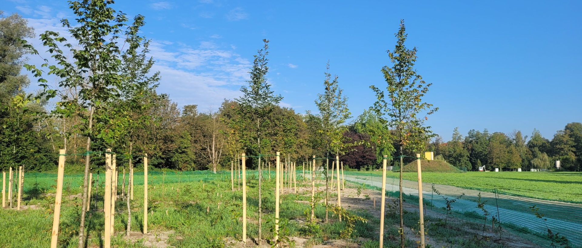 frisch gepflanzte junge Bäume auf einer grünen Wiese an einem sonnigen Tag