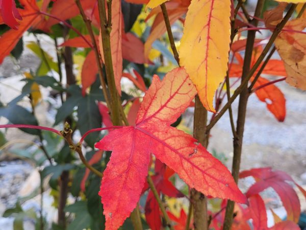 Eine Nahaufnahme von intensiv rot und gelb gefärbtem Herbstlaub.