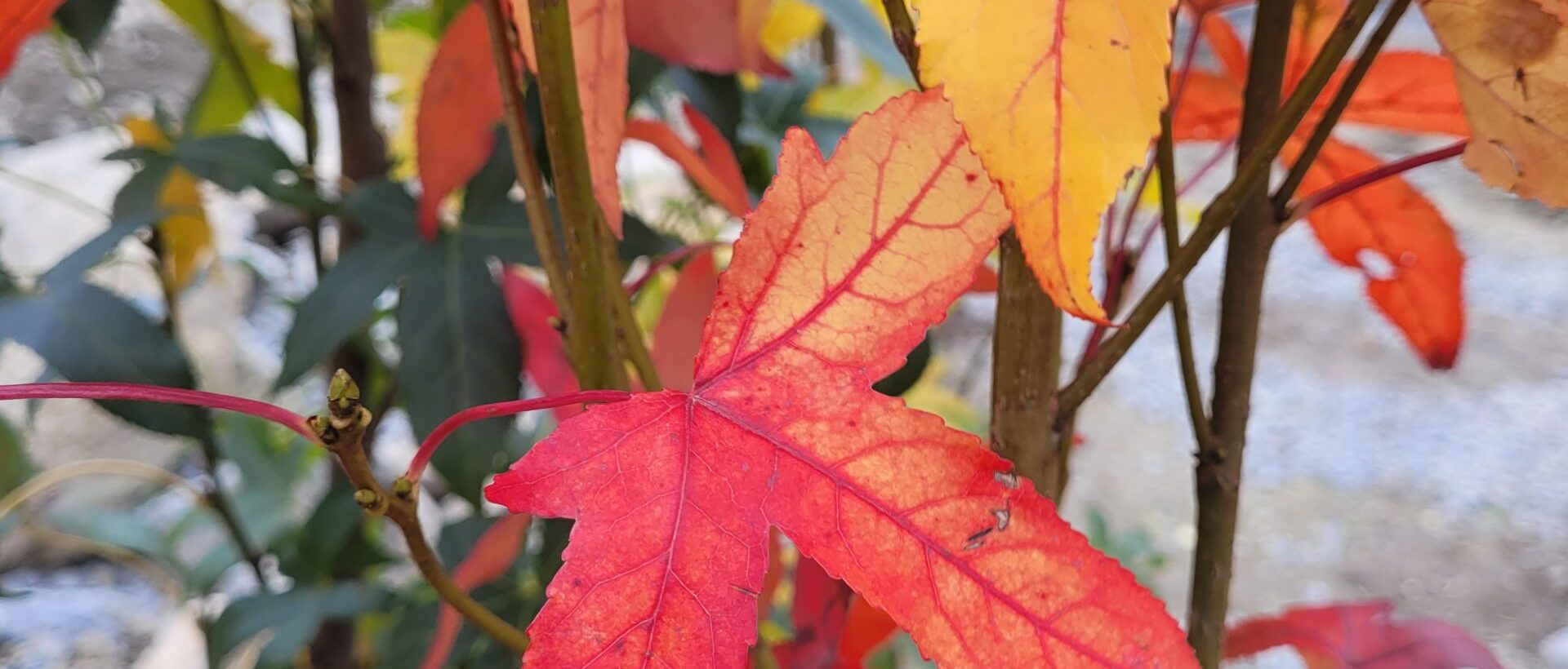 Eine Nahaufnahme von intensiv rot und gelb gefärbtem Herbstlaub.